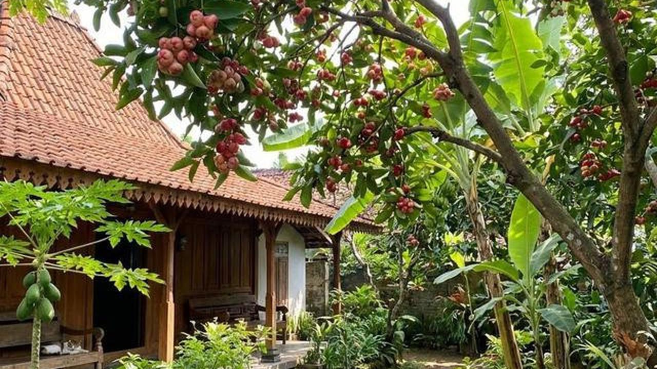 Buah Apa yang Cocok Ditanam di Halaman Belakang? Berikut 10 Tanaman Favorit Keluarga