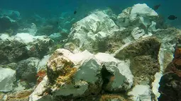 Kondisi terumbu karang yang rusak di perairan Raja Ampat usai dihantam kapal pesiar Inggris, Papua, Senin (13/3). Pemerintah Indonesia berencana menuntut ganti rugi atas kerusakan terumbu karang seluas hampir 1600 m2. (AFP Photo/Bakamla)