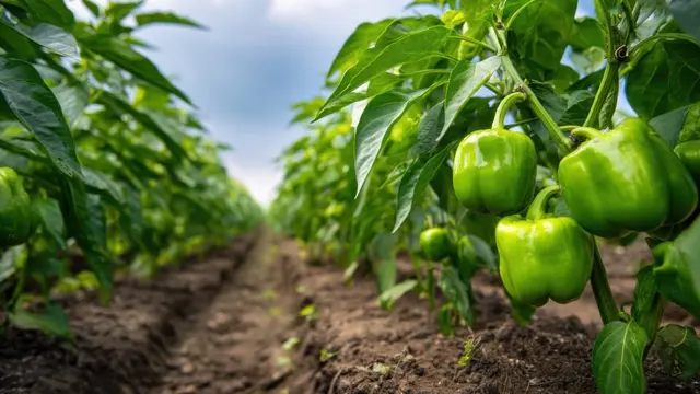 Cara Memindahkan Tanaman Paprika ke Pot Lebih Besar dan Memberikan Pupuk
