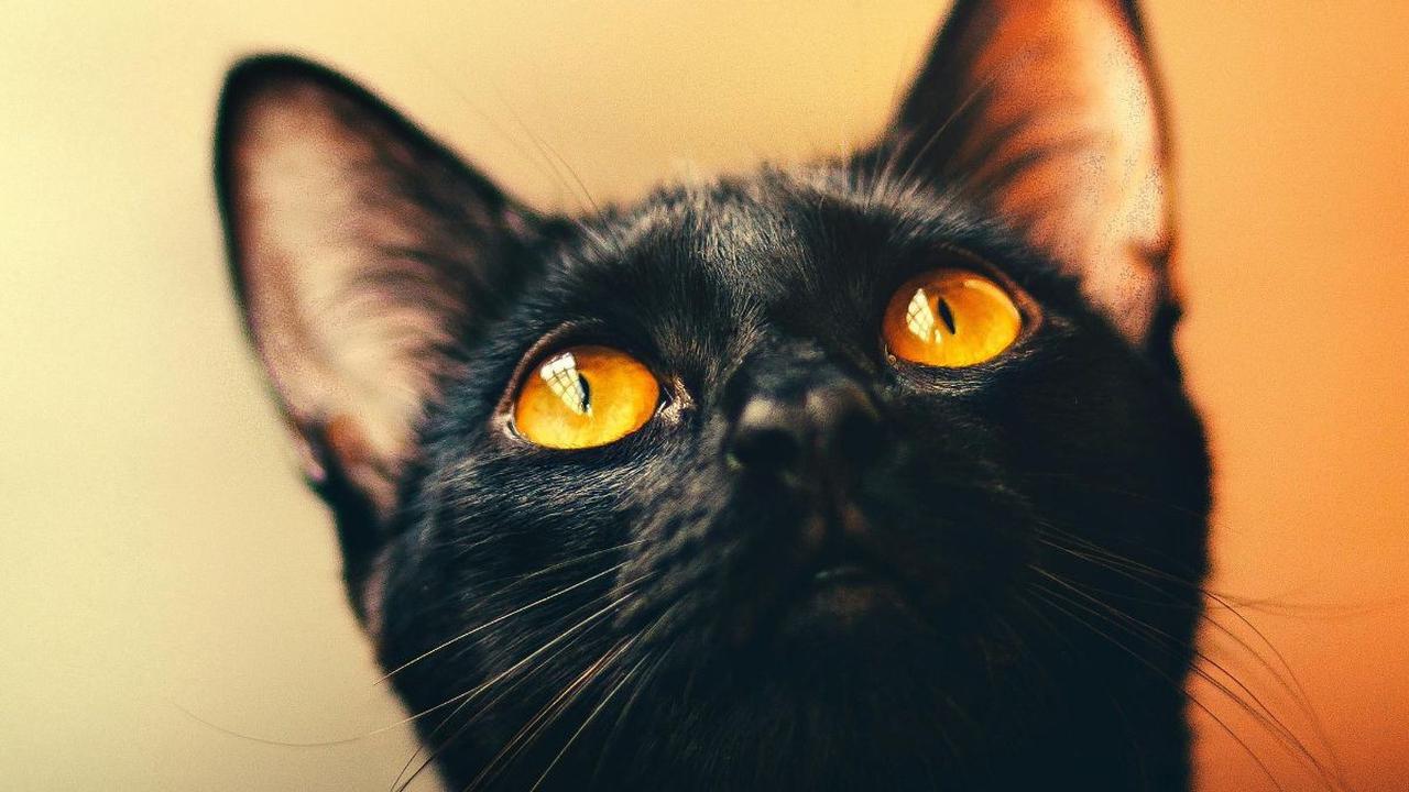 <b>Kucing  Warna Hitam</b>