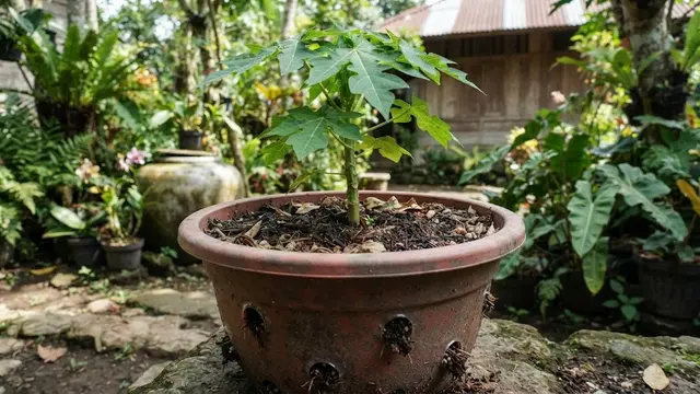 Pot Bervolume Besar dengan Drainase Bagus