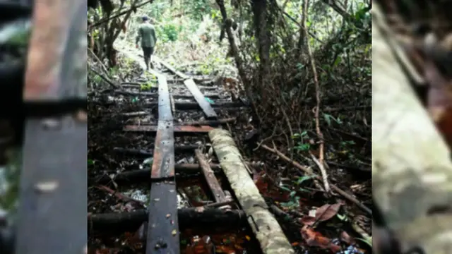 Illegal Logging