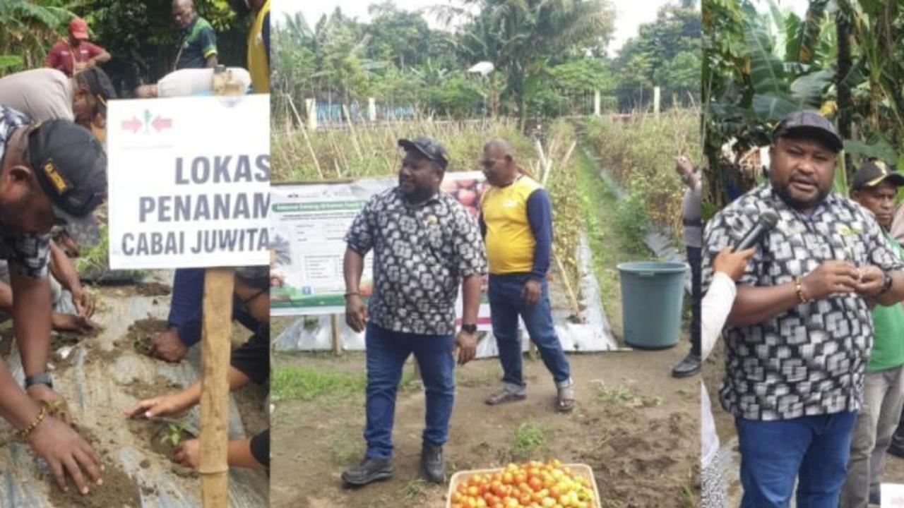 Pemkab Jayapura Gencarkan Penanaman Cabai Juwita untuk Perkuat Ketahanan Pangan Daerah