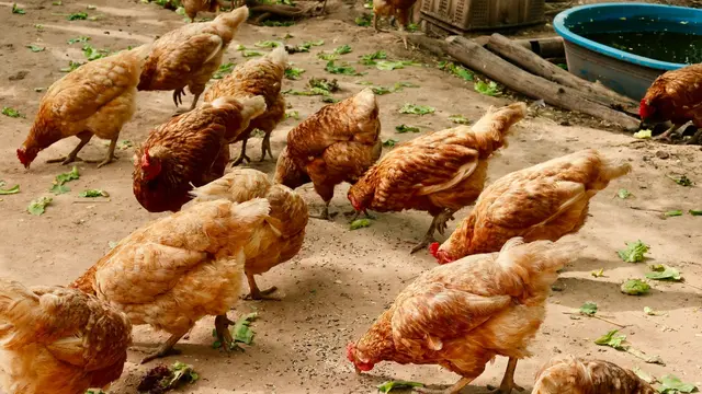 Ternak Ayam