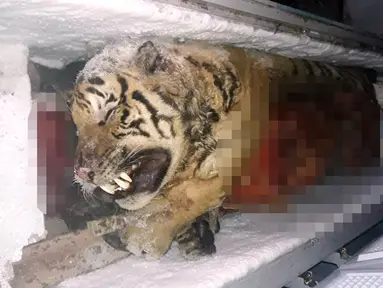 Bangkai seekor harimau yang tersimpan di dalam freezer atau mesin pembeku di sebuah rumah di Provinsi Nghe An, Vietnam, (20/3). Lima bangkai harimau jenis Indochina tersebut telah disita aparat kepolisian setempat. (AFP/STR)