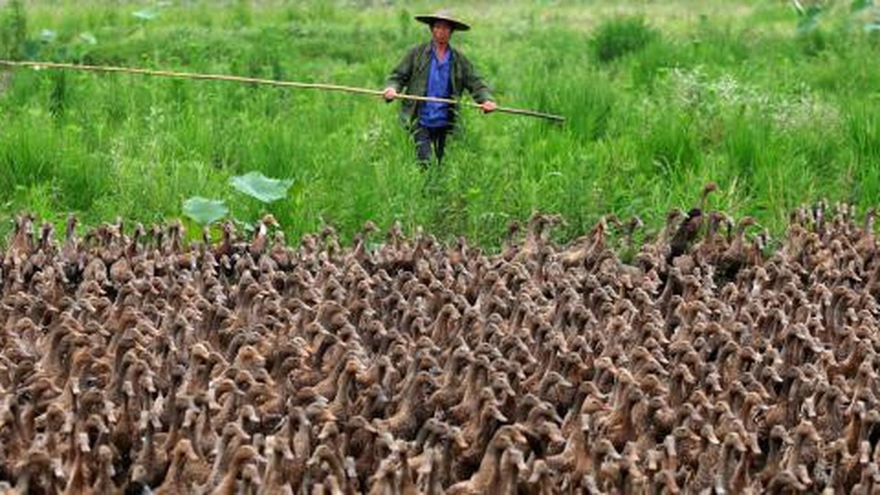Ribuan itik di Grobogan mati, diduga flu burung
