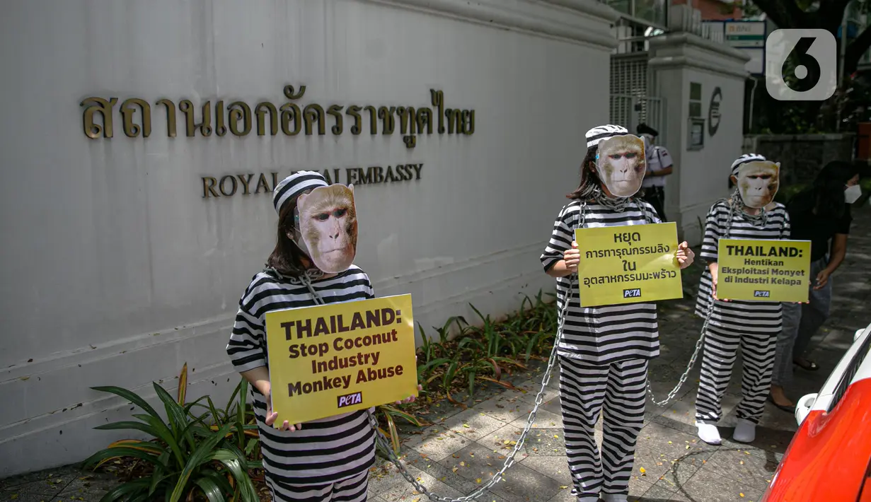 Sejumlah orang yang tergabung dalam PETA menggelar aksi di depan Kedutaan Besar Thailand di Jakarta, Selasa (8/12/2020). Mereka meminta dubes Thailand untuk Indonesia mengakhiri penggunaan tenaga kerja monyet di industri kelapa Thailand oleh perusahaan seperti Chaokoh. (Liputan6.com/Faizal Fanani)