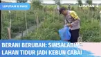Melihat lahan tidur di daerahnya membuat, Bhabinkamtibmas Polsek Julok, Bripka Basri tak lantas berdiam diri. Ia memilih menyulap lahan tidur menjadi kebun cabai. Tak hanya sendiri, Ia mendorong masyarakat agar terus berusaha di tengah pandemi dan ma...