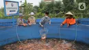 Santri mengambil ikan mujair nila merah di budidaya ikan Pesantren Ruhama Al Fajar, Citayam, Bogor, Jawa Barat, Selasa (29/6/2021). Di Masa pandemi Covid-19 peran pemulihan ekonomi nasional kini menyasar ke pesantren dalam pemulihan ketahanan pangan. (merdeka.com/Arie Basuki)