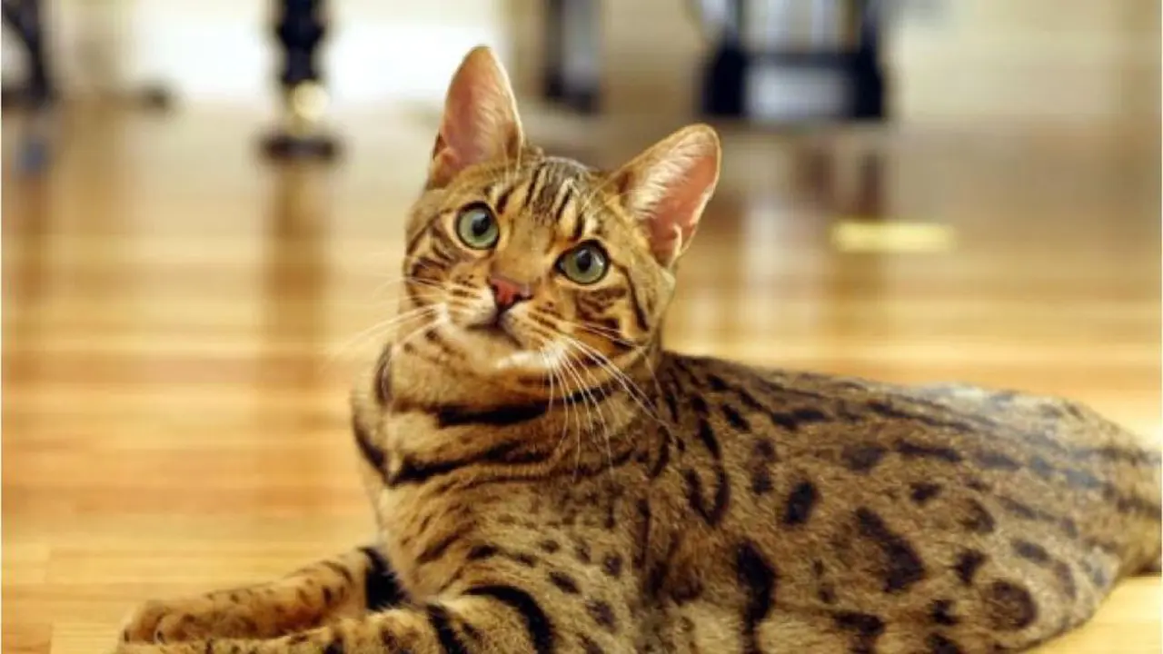 13 Ras Kucing Paling Menggemaskan, Kamu Mau Pelihara yang Mana?