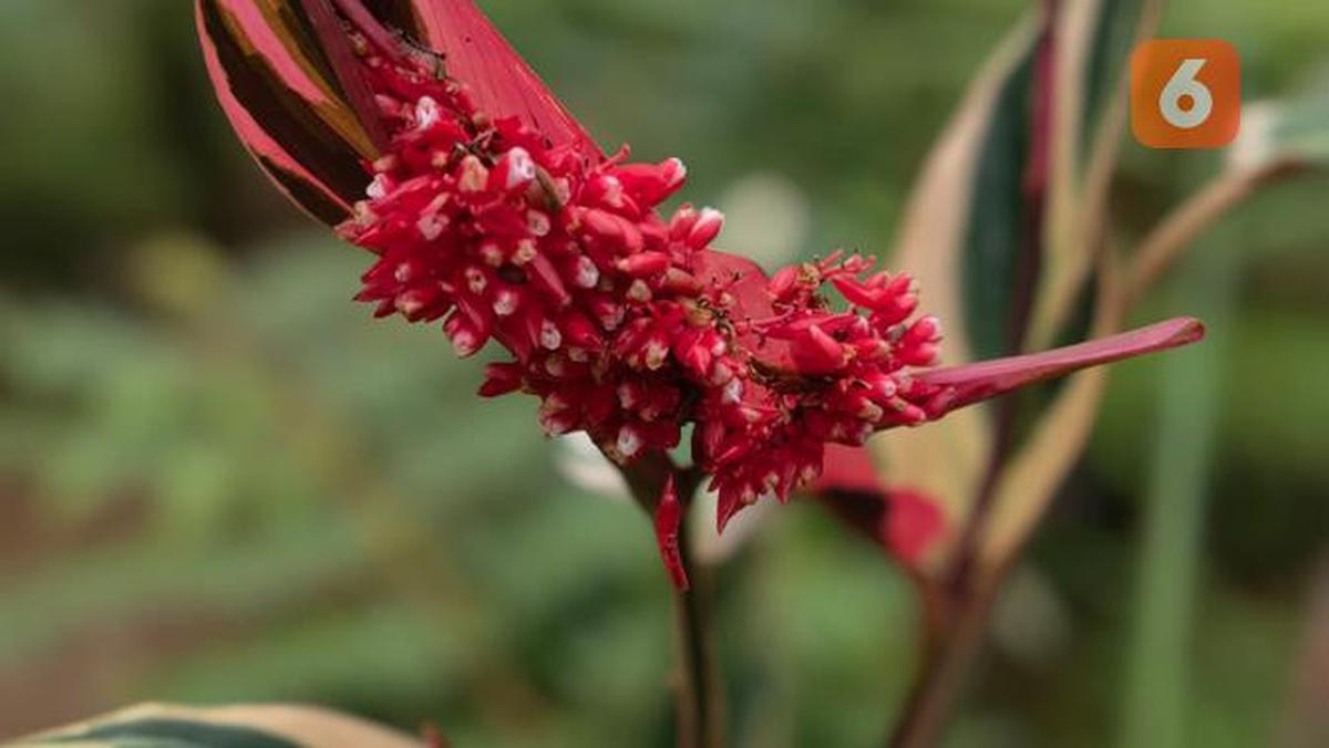 Hasil Foto Makro Vivo X300 Pro (Liputan6/Iskandar)