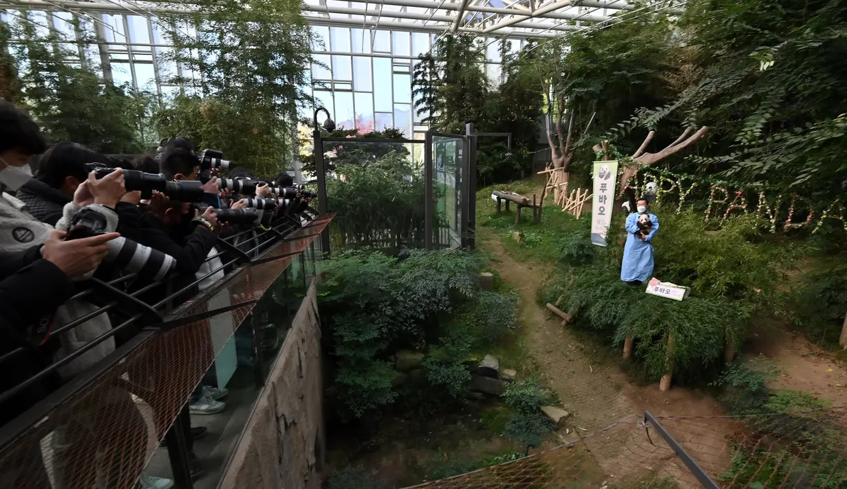 Seorang pengasuh menunjukkan anak panda Fu Bao yang lahir 107 hari lalu di Korea Selatan, saat upacara untuk mengungkapkan namanya di Taman Hiburan Everland di Yongin pada Rabu (4/11/2020). Fu Bao adalah bayi panda pertama yang lahir di Korsel dan merupakan peristiwa langka.  (Jung Yeon-je / AFP)