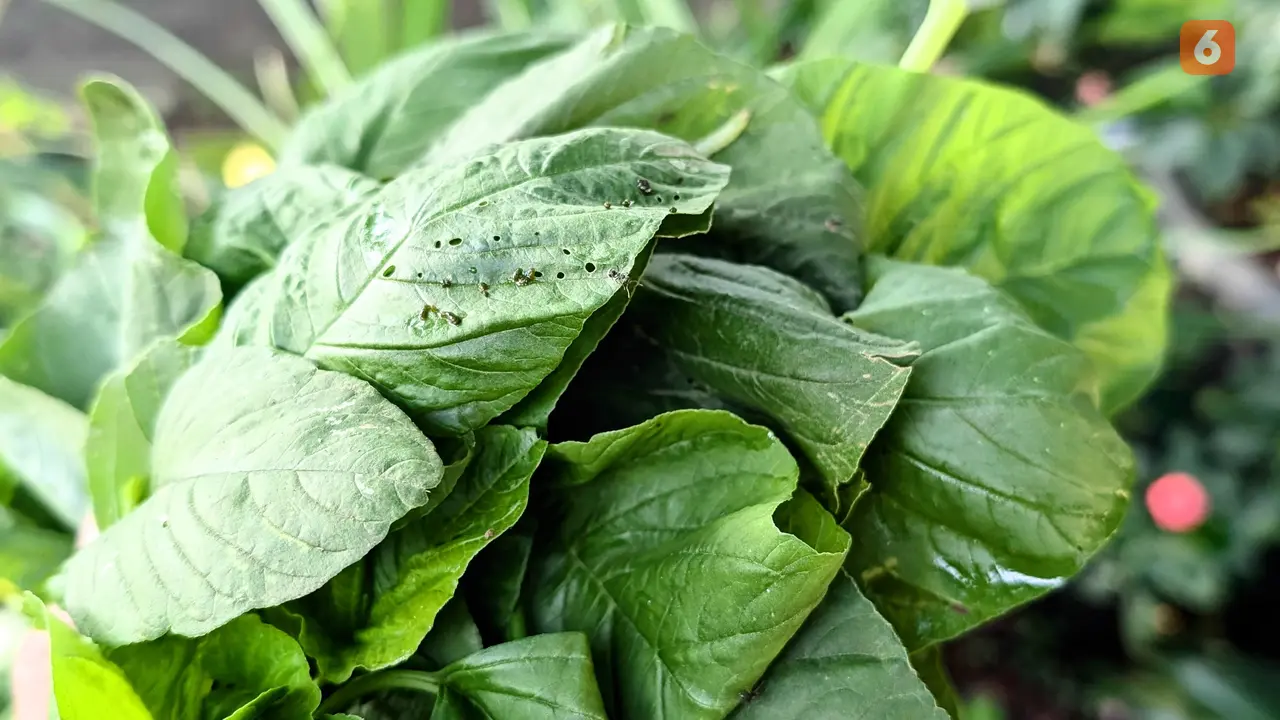 Bayam Disebut Makanan Super, Bagus Dikonsumsi oleh Pasien Hipertensi dan Diabetes