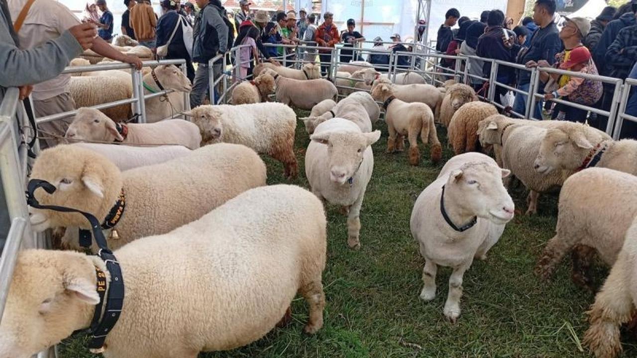 Fakta Unik Domba Batur: Bobotnya Capai 116 Kg, Harganya Puluhan Juta! Festival Domba Batur Ramaikan DCF 2025