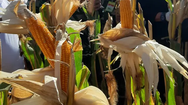 KTNA: Produksi Jagung Cukup, Ini Solusi Stabilisasi Harga Pakan dan Telur
