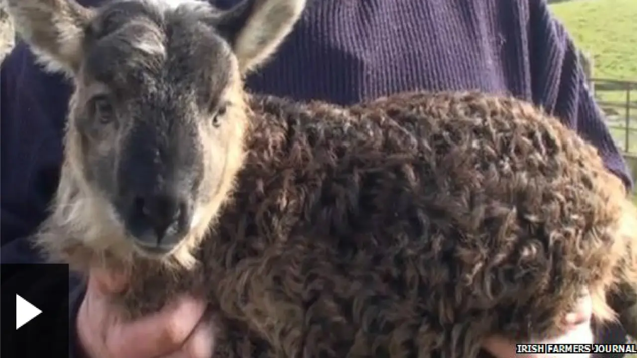 Geep, Hewan Unik Perpaduan Kambing dan Domba