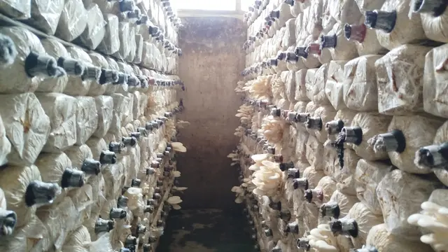 Budidaya Jamur Tiram di Mr Mushroom Klaten