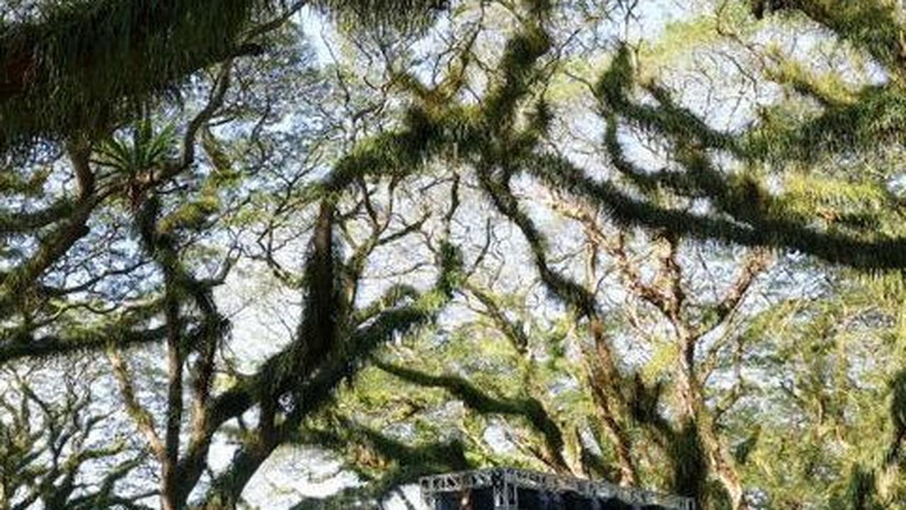 De Djawatan sengaja dipilih menjadi lokasi BFF kali ini, juga bertujuan untuk mendorong tingkat kunjungan wisata.