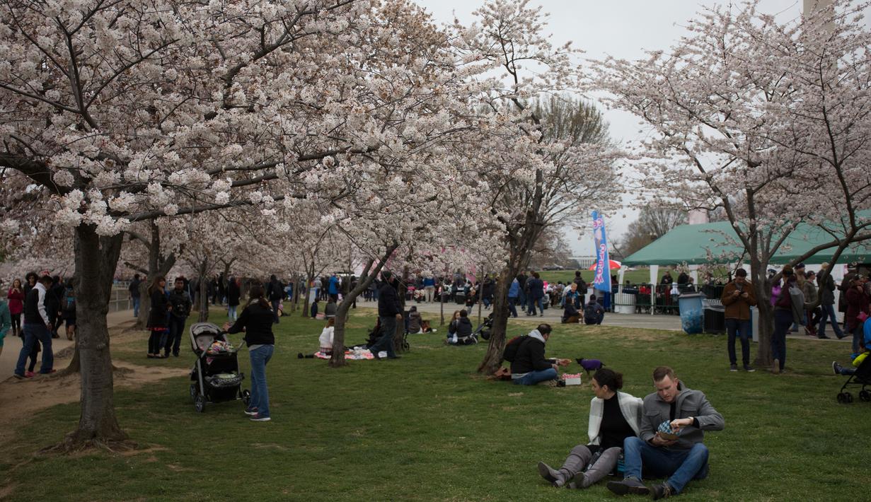 Warga AS bersantai saat menikmati musim semi bunga sakura di Washington DC, AS (26/3). Selain Jepang, Washington memiliki kebun bunga sakura yang bersemi akhir Maret hingga Juni. (AFP Photo / Zach Gibson)