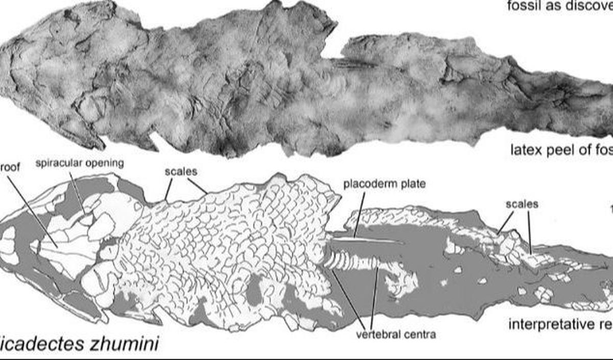 “Fitur ini muncul di beberapa garis keturunan Tetrapomodorph pada waktu yang hampir bersamaan selama Devonian Tengah-Akhir."
