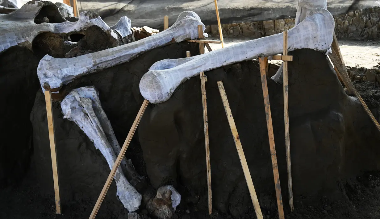 Kerangka yang berhasil terlihat itu lalu mereka beri sebuah lapisan putih guna memperlihatkan bagian-bagian kerangka mammoth secara utuh yang ditemukan di Pangkalan Militer Santa Lucia di Kotamadya Zumpango, Meksiko (8/9/2020). (AFP/Rodrigo Arangua)