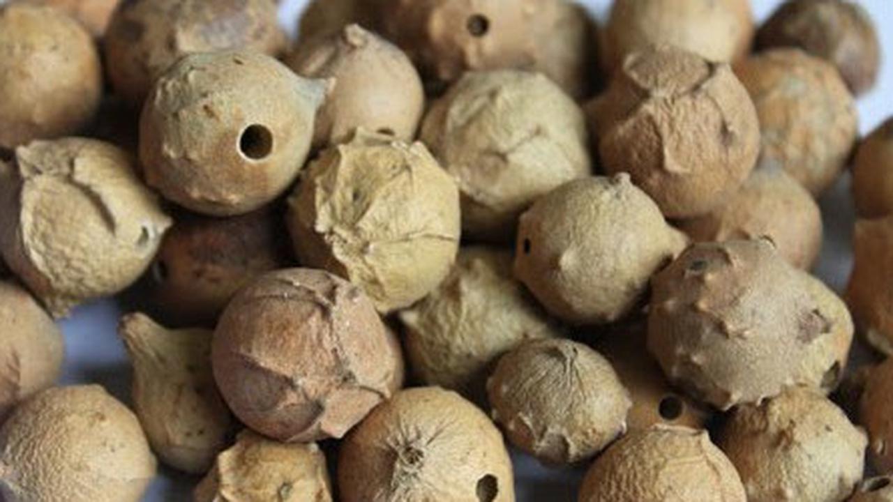 Khasiat Manjakani untuk Kesehatan Miss V, Bahan Pokok dalam Jamu Kewanitaan