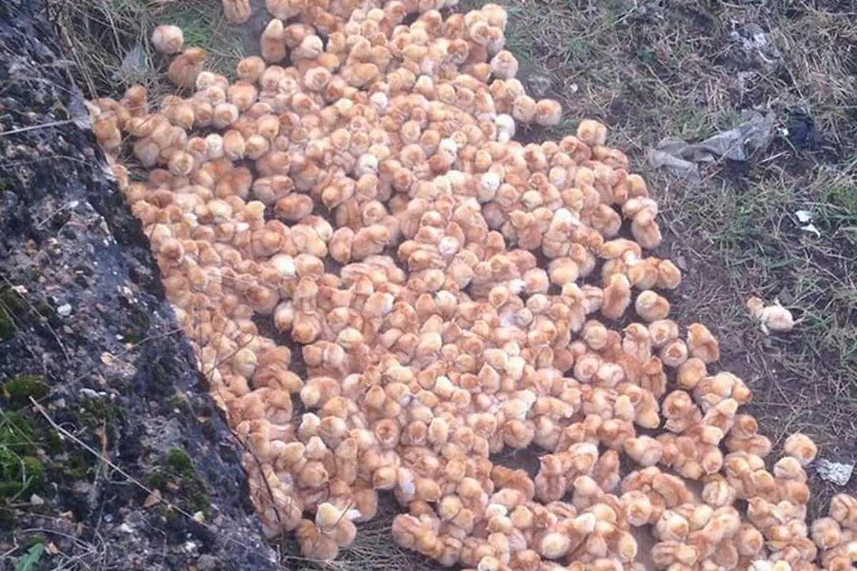 [Bintang] Misteri, 1000 Anak Ayam Ini Dilepas di Alam Hingga Mati