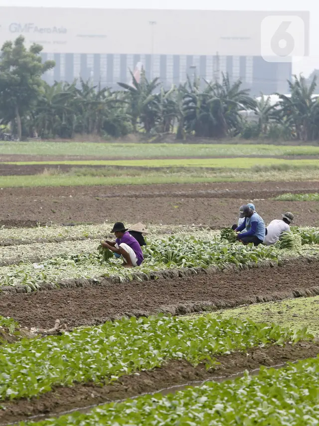 FOTO: Panen Sayuran di Masa Pandemi