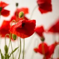 ilustrasi bunga/Photo by Diana Parkhouse on Unsplash