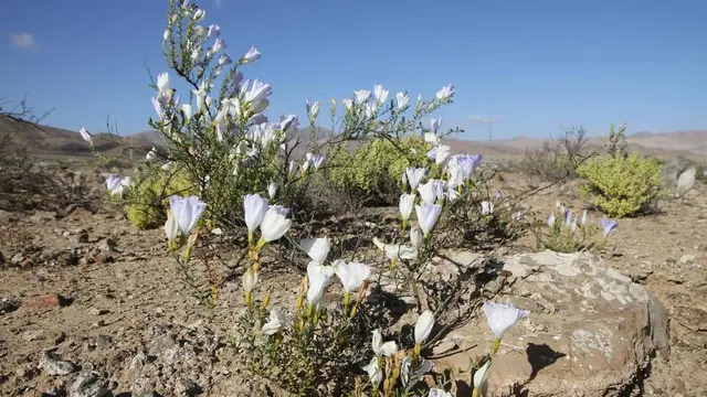 Bunga di Gurun Atacama