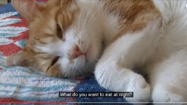 Kucing bisa mengobrol dengan majikannya