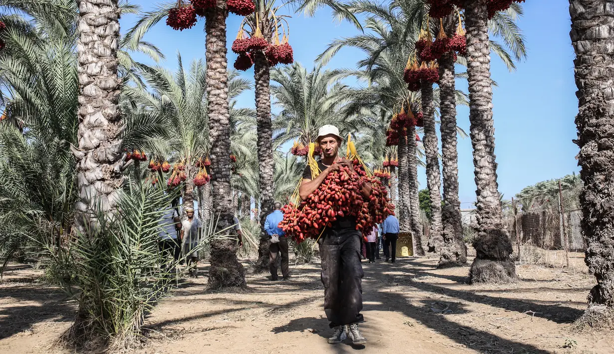Seorang petani membawa buah kurma selama panen tahunan di Deir al-Balah di Jalur Gaza tengah (24/9/2019). Warga Palestina yang tinggal di Deir al-Balah tengah sibuk dengan hasil panen kurmanya yang melimpah. (AFP Photo/Said Khatib)
