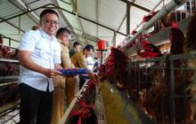 Bapanas Jaga Stabilitas Harga Ayam Hidup Pasca Lebaran, Gandeng Pelaku Usaha Bibit dan Pakan