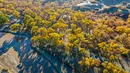 Foto dari udara yang diabadikan pada 18 Oktober 2020 ini menunjukkan pemandangan musim gugur di hutan poplar gurun (populus euphratica) di Wilayah Ejin, Daerah Otonom Mongolia Dalam, China utara. (Xinhua/Lian Zhen)