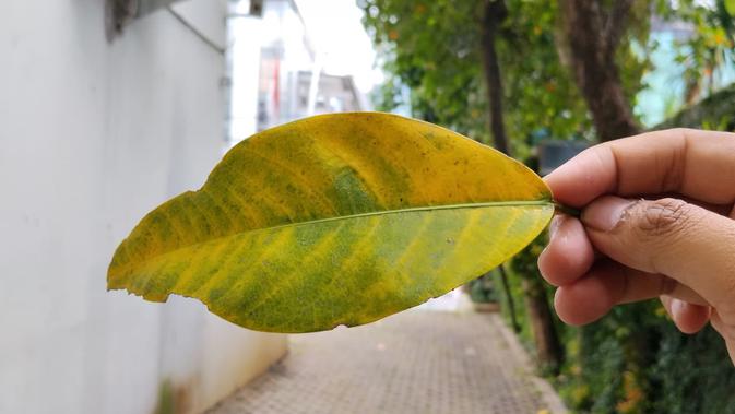 Hasil Foto kamera makro Redmi 15 (Liputan6.com/Arief Ferdian Maulana)