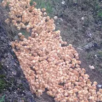 Tak diketahui siapa yang melepasnya, 1000 anak ayam ini mati begitu saja setelah dilepas di alam bebas. (Via: boredpanda.com)