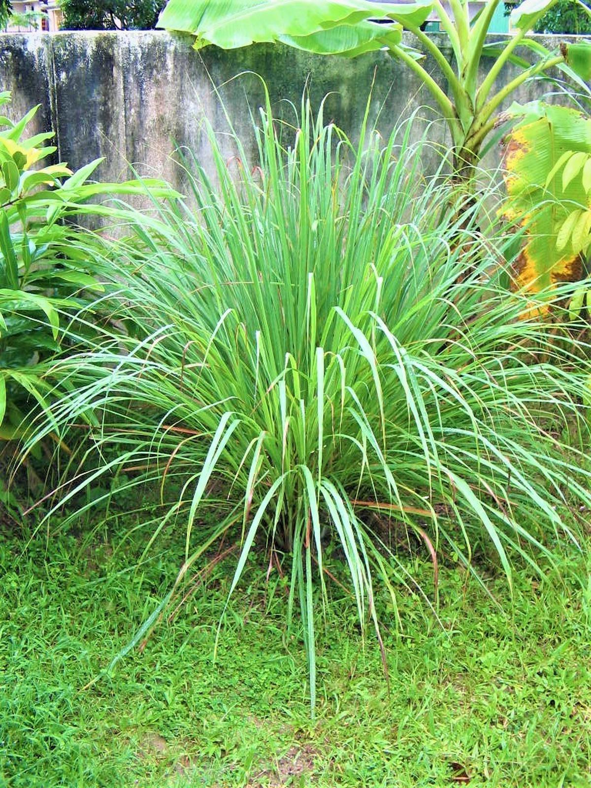 Tanaman Herbal yang Bisa Ditanam di Rumah