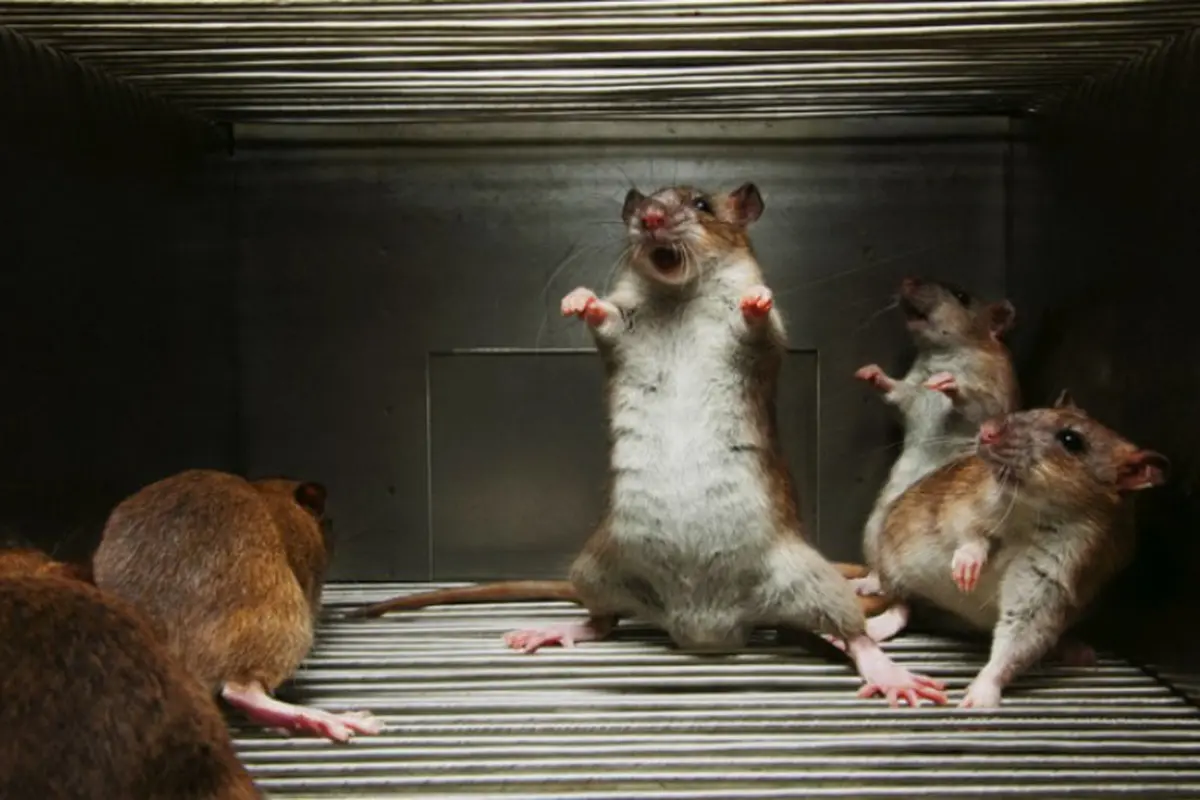 Ilustrasi tikus di rumah. Foto: Homeremedyhacks