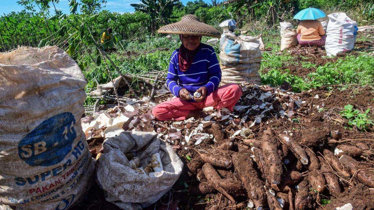 FOTO: Petani Menjerit Harga Singkong Anjlok, Prabowo Setujui Hentikan Impor
