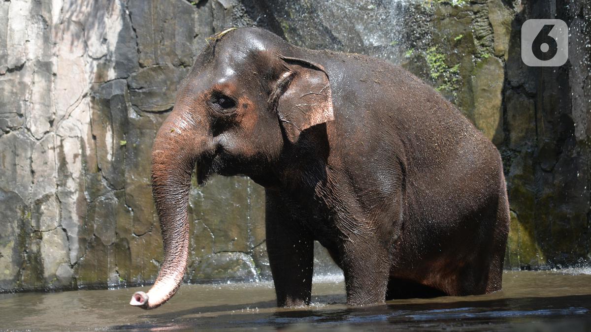 Harga Tiket Ragunan dan Cara Beli secara Offline dan Online, Simak Fasilitas dan Ragam Rekreasi Seru yang Tersedia