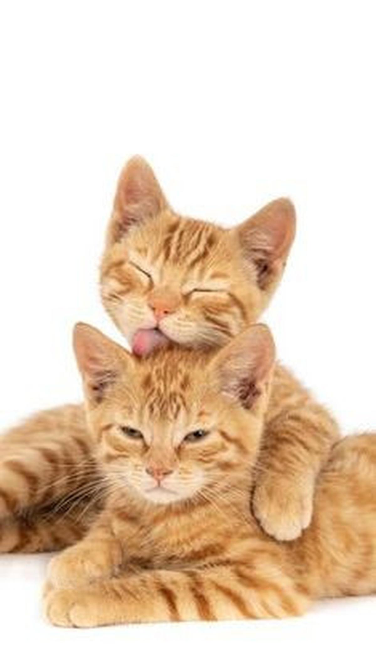 3. Kucing