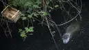 Seekor caiman bermoncong lebar berenang di air yang tercemar di sub-cekungan Canal das Tachas, di Rio de Janeiro, Brasil, 17 Juli 2021. Laguna Marapendi yang menjadi rumah bagi ribuan caiman dipantau secara ketat oleh para ilmuwan untuk melindungi jumlah reptil itu di sana. (AP/Bruna Prado)