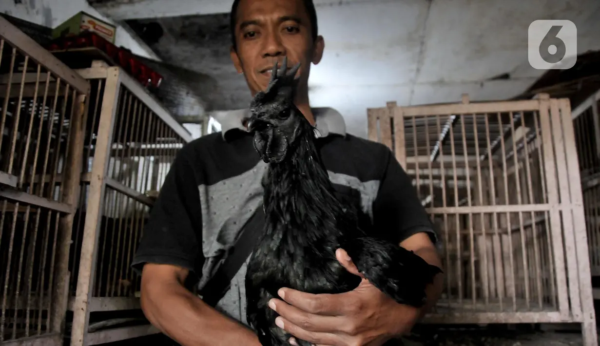 Safak (46) saat menunjukkan ayam Cemani di peternakan rumahan kawasan Kedu, Kabupaten Temanggung, Jawa Tengah (27/2/2023). Kecamatan Kedu yang berada di Kabupaten Temanggung terkenal sebagai pusat ternak sekaligus daerah asal ayam Cemani. (merdeka.com/Iqbal S Nugroho)