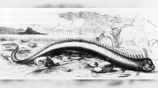 Ilustrasi oarfish yang ditemukan di Bermuda 1860