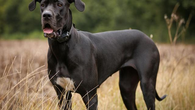 Great Dane