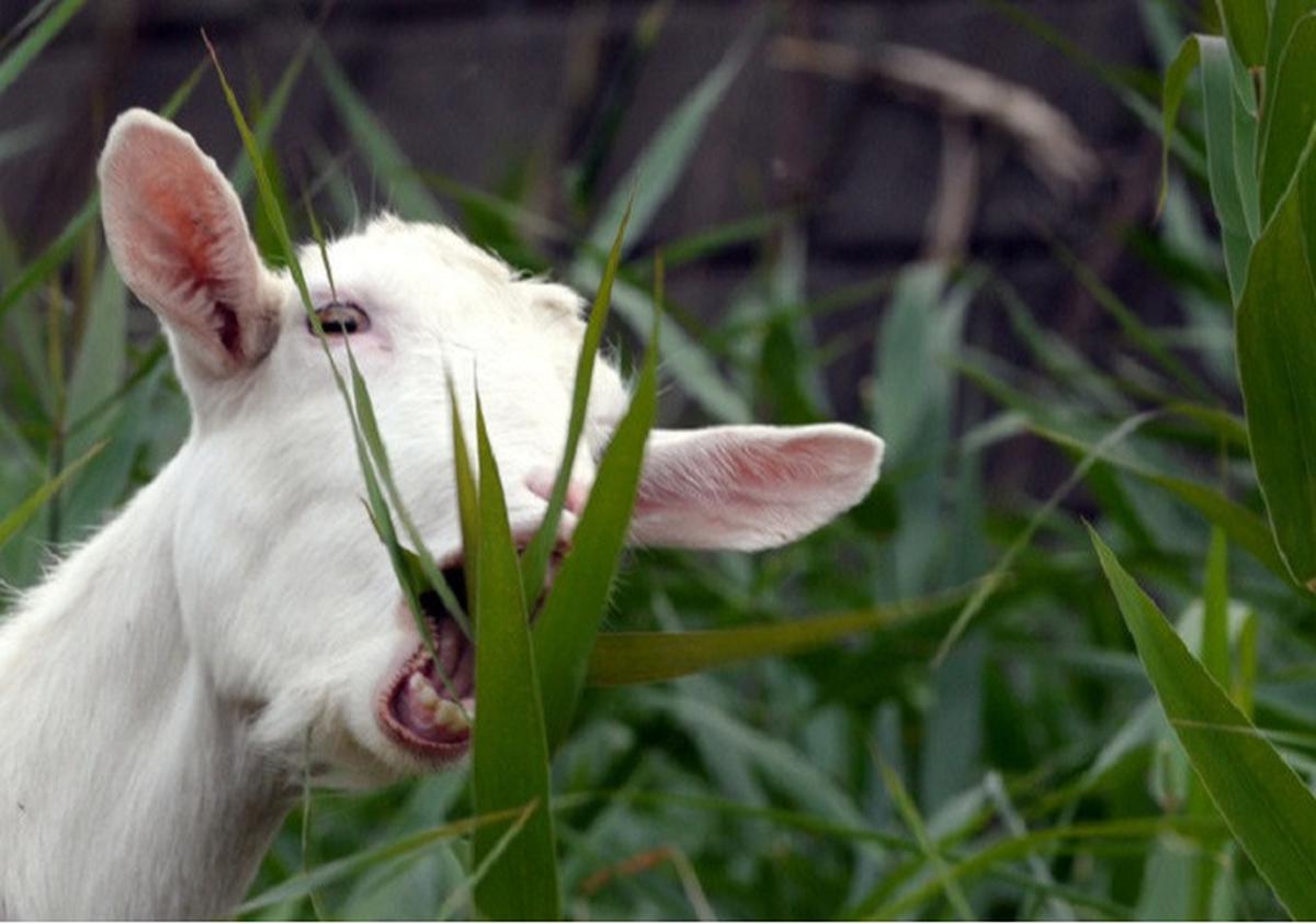 Ilustrasi kambing