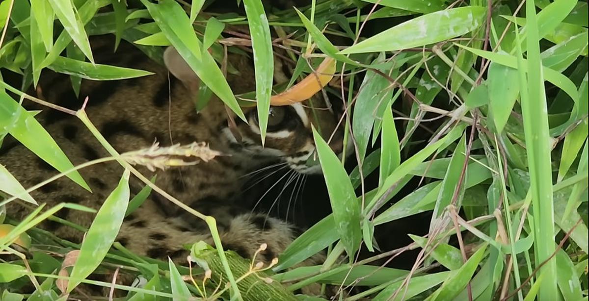Macan Akar yang Dilindungi Undang-undang Ditemukan di Tengah Sawah
