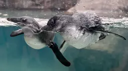 Dua ekor penguin Afrika  berenang di habitat penguin di National Aviary, Pittsburgh, 12 April 2018. Penguin Afrika adalah spesies yang terancam punah, dengan kurang dari 25.000 pasang yang tersisa di alam liar. (AP Photo/Keith Srakocic)