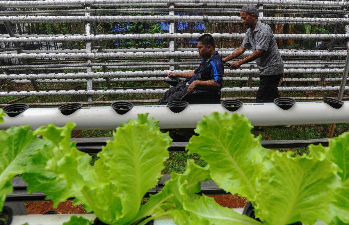 Murid difabel panen selada air di kebun hidroponik YPAC