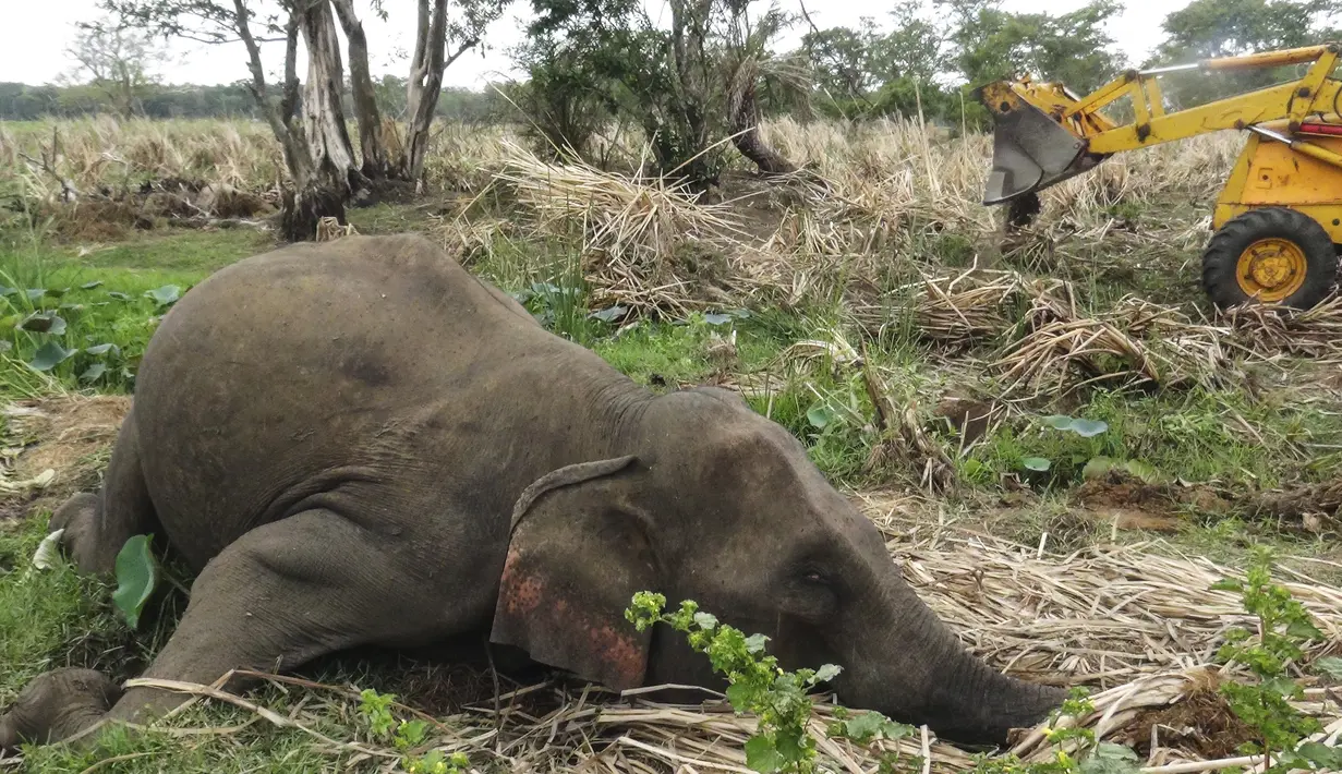 Mayat Gajah terlihat terbaring di ladang dekat desa Sigiriya, sekitar 177 km utara ibukota Kolombo (27/9/2019). Empat gajah ditemukan tewas pada 27 September di Sri Lanka tengah, dengan polisi mencurigai binatang tersebut diracun penduduk desa yang marah. (AFP/STR)